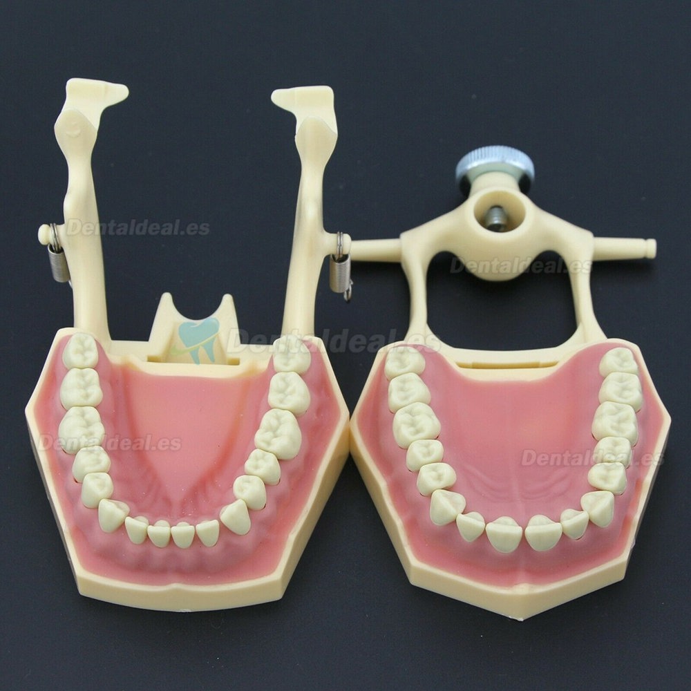 Dental Restorative Typodont Model M8014-2 Compatible Frasaco AG3 Type